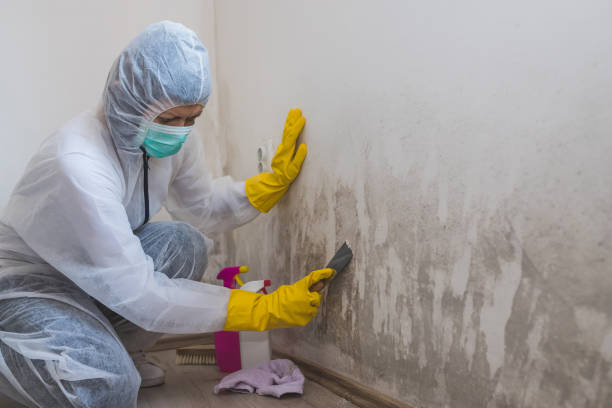 Best Emergency Mold Remediation in Coleytown, CT