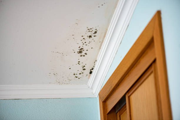 Best Attic Mold Remediation in Coleytown, CT