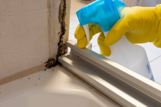 Best Insurance-Related Mold Remediation in Coleytown, CT