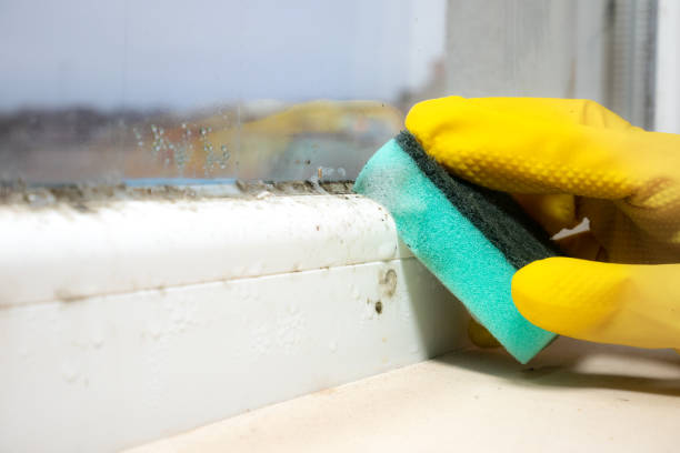Best Basement Mold Remediation in Coleytown, CT