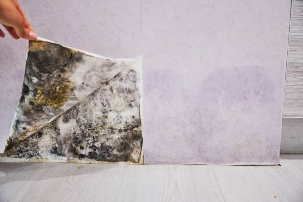 Best Attic Mold Remediation in Coleytown, CT